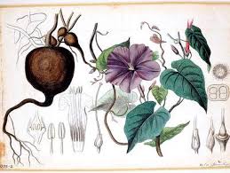 Image result for Ipomoea venosa