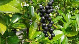 It should only be uses in small quantities, it is poisonous in large amounts. Laurel Cherry Prunus Laurocerasus Toxic Or Edible Youtube