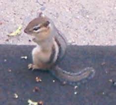 Nice shot by blake matheson). File Tamius Striatus In Urban Ohio Usa Jpg Wikipedia