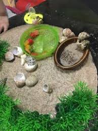 オカヤドカリについての質問です ヤドカリが好きな食べ物は何でしょうか Yahoo 知恵袋