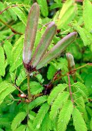 Image result for Calliandra tweedii