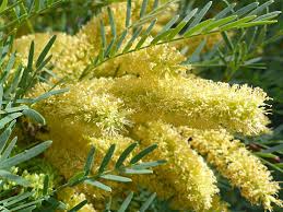Image result for Prosopis glandulosa