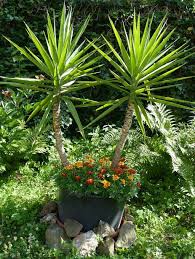Image result for yucca gigantea en casa