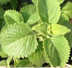 Thai Napa Cabbage Seed 10 Gram Etsy Insect Repellent Plants Oregano Plant Insect Repellent