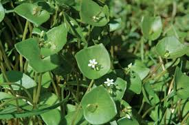 Image result for Laurembergia tetrandra