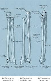 You will not be able to test with them as there will be multiple answers that are the same. Bones And Surface Landmarks Classic Human Anatomy In Motion The Artist S Guide To The Dynamics Of Figure Drawing