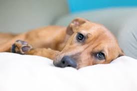 Cushing S Disease In Dogs Great Pet Care