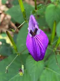 Image result for Brillantaisia lamium