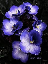 Menekse Afrika Meneksesi Balikesir Cicek Cesitleri Hizli Teslimat African Violets Plants African Violets Violet Flower