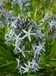 Image result for Farquharia elliptica