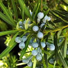 Image result for Podocarpus