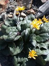 Image result for Senecio pachyrhizus