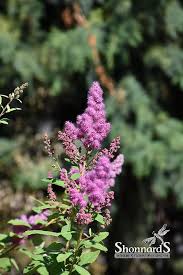 Image result for Spiraea douglasii