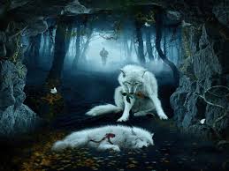 Here you can find the best cool wolf wallpapers uploaded by our community. Wolf Hd Wallpapers Backgrounds Wallpaper 1920 1200 Cool Wolf Backgrounds 47 Wallpapers Adorable Wallpapers Wolf Background Shadow Art Art