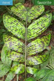 Image result for Pearsonia aristata