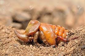 It is a sexually dimorphic species. European Rhinoceros Beetle Pupa Stock Photo Picture And Royalty Free Image Image 63042542