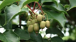 Image result for foto minikiwi