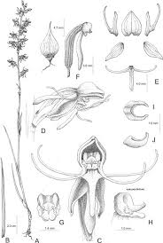 Image result for Habenaria tentaculigera