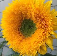 Bunga matahari merupakan lambang kesetiaan. Pin On Portal Gambar