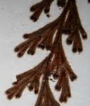 Image result for Hymenophyllum splendidum