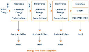 Energy Flow Chart Ecosystem Energy Flow Chart Of