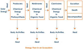 energy flow chart ecosystem energy flow chart of