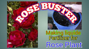 04 rose buster how to liquid