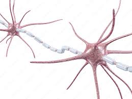 Netzwerke von nervenzellen steuern im menschlichen rückenmark die muskulatur. Nervenzellen Synapsen Und Neuronen Von Med Visual Dasauge