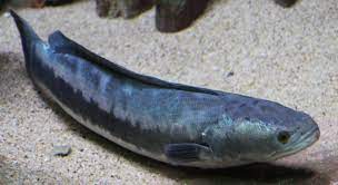 Disturbed forest streams, ponds and in singapore, the toman, largest of all the world's snakeheads, is cultured in fish ponds and reservoirs, and is an esteemed game fish, for it is a strong. Giant Snakehead