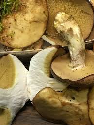 Image result for Suillus weaverae