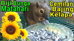 Kandungan vitamin ini bisa mengurangi risiko kanker usus besar dan diabetes, loh. Biji Bunga Matahari Cemilan Favorit Bajing Kelapa Bajingkelapa Tupaikelapa Squirrel Youtube