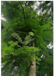 Image result for Parkia