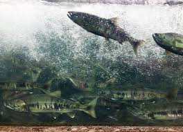 Hatcheries A Vital Part Of Alaska S Fisheries Anchorage Daily News