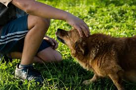Pet adoption slogans are also helpful to encourage peoples. How To Adopt A Dog In Connecticut Prices Process