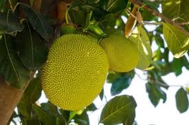 Jan 28, 2021 · jackfruit is a healthy vegan meat replacement and one of the biggest food trends among vegetarians. India Increases Jackfruit Exports To Germany And Great Britain Vegconomist The Vegan Business Magazine