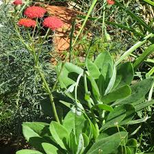 Image result for Kleinia schweinfurthii