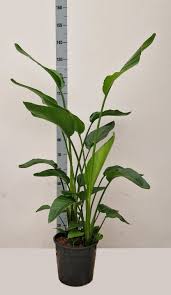 Image result for Strelitzia alba