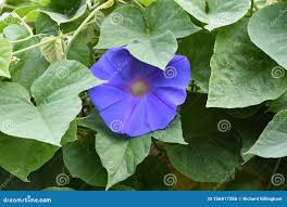 Image result for Convolvulaceae