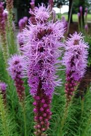 Tucked back from the artery of highway 101, the nipomo native garden highlights the native plants and flowers of this biologically diverse area. Pin On Plants In Our Garden