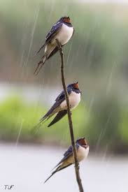 Andorinhas Das Chamines Hirundo Rustica Tambem Conhecida No Brasil Como Andorinha De Bando Ou Andorinha De Pesco In 2020 Beautiful Birds Pet Birds Birds Butterflies