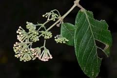 Image result for Rogiera amoena