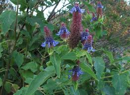 Image result for Pycnostachys reticulata