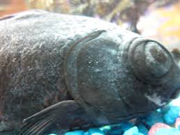 Mucormycosis is a serious but rare fungal infection caused by a group of molds called mucormycetes while the infection is treatable, the cdc estimates a mortality rate of around 50%, though it said that varies depending on underlying conditions, type of fungus and body site affected. Sick Black Moor With Ich And Maybe Something Else Aquarium Advice Aquarium Forum Community