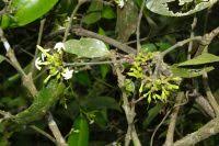 Image result for Hunteria zeylanica