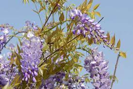 Magical Vine