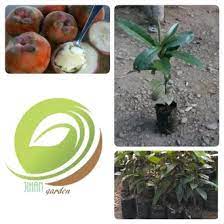 Gudang bibitku menjual berbagai bibit tanaman unggul kualitas terbaik yang berhasil kami budidayakan terdiri dari berbagai varietas lokal, impor bahkan hingga buah langka dan unik. Jual Produk Bibit Tanaman Langka Termurah Dan Terlengkap Juni 2021 Bukalapak