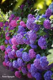 Pin By Irina Skumen On Garden Flower Purple Flowers Planting Flowers Types Of Purple Flowers