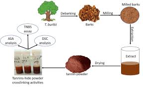 Image result for Tessmannia