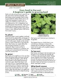How To Grow Basil Growing Basil Growing Vegetables Backyard Vegetable Gardens