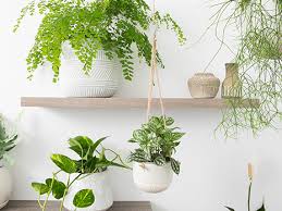 Small flowering indoor plants uk. 10 Indoor Plants You Can Keep Alive No Matter What Society19 Uk